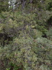 Juniperus scopulorum