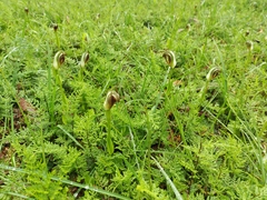 Pterostylis cucullata