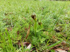 Pterostylis cucullata