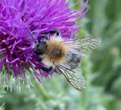 Bombus pascuorum
