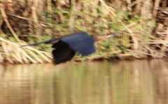 Anhinga rufa rufa