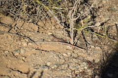 Uta stansburiana elegans