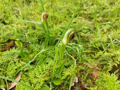 Pterostylis cucullata