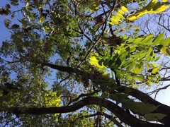 Ailanthus altissima