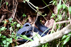 Pseudechis porphyriacus