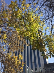 Fraxinus pennsylvanica
