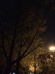 Ginkgo biloba