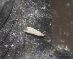 Microcrambus