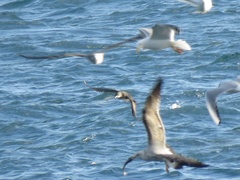 Puffinus mauretanicus