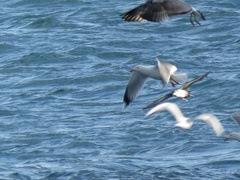 Puffinus mauretanicus