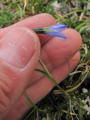 Campanula uniflora