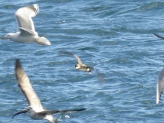 Puffinus mauretanicus