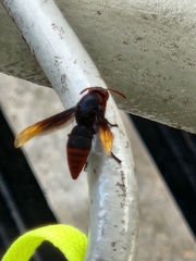 Rhynchium haemorrhoidale