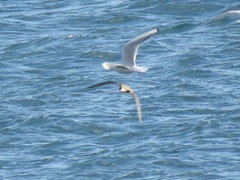 Puffinus mauretanicus
