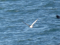 Puffinus mauretanicus