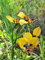 Diuris magnifica