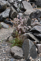 Silene paucifolia