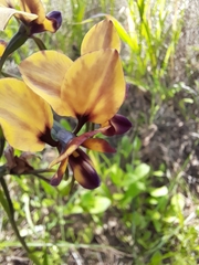 Diuris magnifica