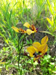 Diuris magnifica