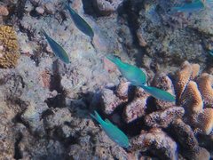 Chromis
