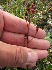 Micranthes razshivinii