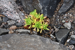 Saxifraga cespitosa