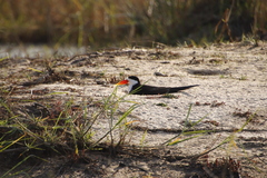 Rynchops flavirostris