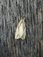 Ecnomodes sagittaria