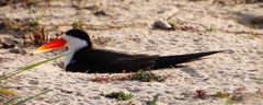 Rynchops flavirostris