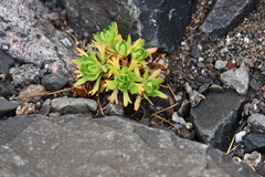 Saxifraga cespitosa