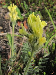 Oxytropis maydelliana