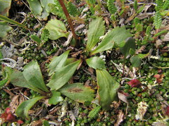 Micranthes razshivinii