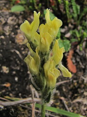Oxytropis maydelliana