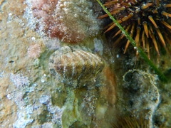 Rhyssoplax olivacea
