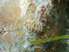 Rhyssoplax olivacea