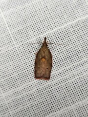 Enchocrates glaucopis