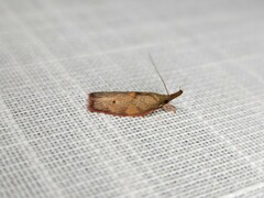 Enchocrates glaucopis