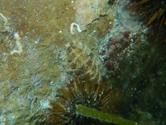 Rhyssoplax olivacea