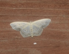 Scopula