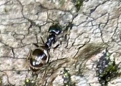 Lasius fuliginosus