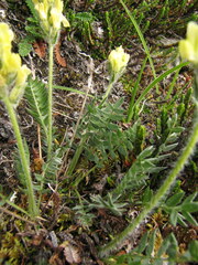 Oxytropis maydelliana