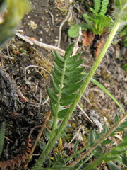 Oxytropis maydelliana