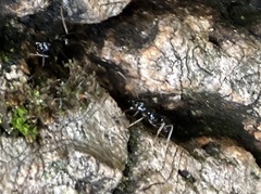 Lasius fuliginosus