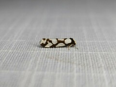 Scaptesyle dichotoma