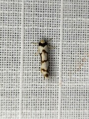 Scaptesyle dichotoma