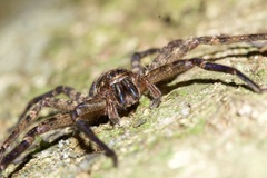 Heteropoda procera