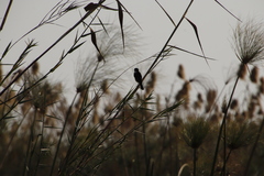 Saxicola torquatus