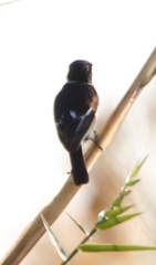 Saxicola torquatus