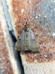 Rhapsa suscitatalis