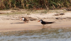 Rynchops flavirostris